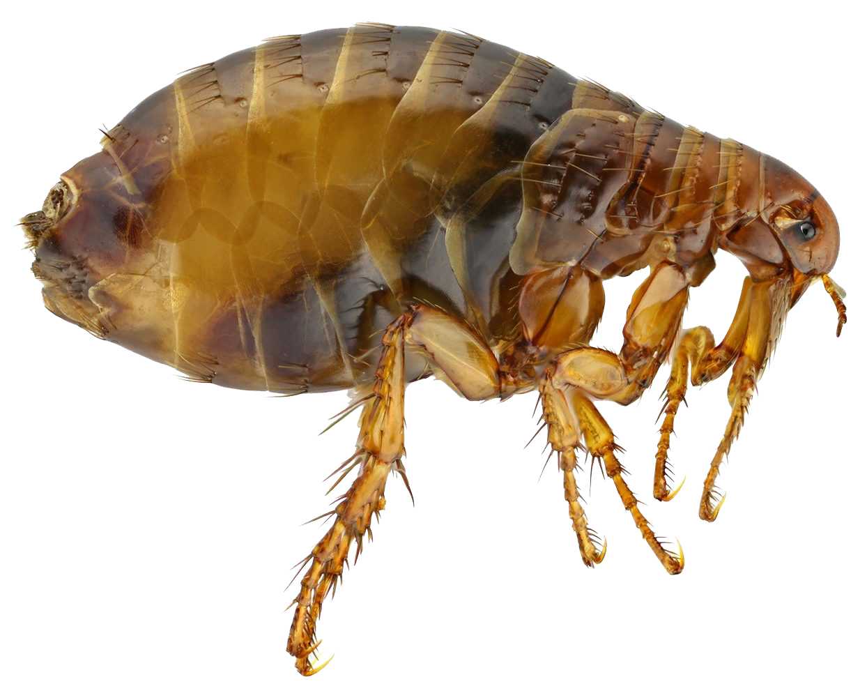 Dedetização de Pulgas